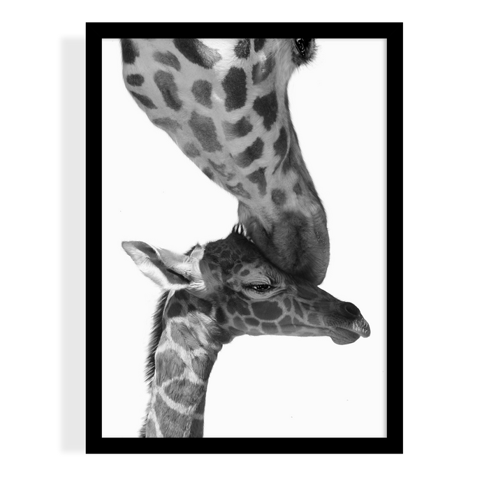 GIRAFFES - PEEKABOO
